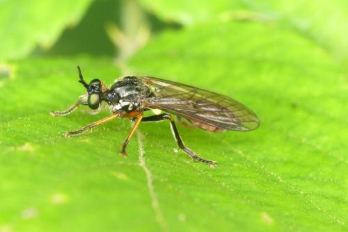 Dioctria sp.